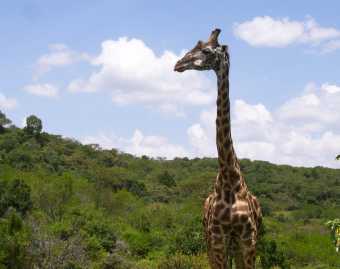 giraffe-im-arusha-national-park.jpg